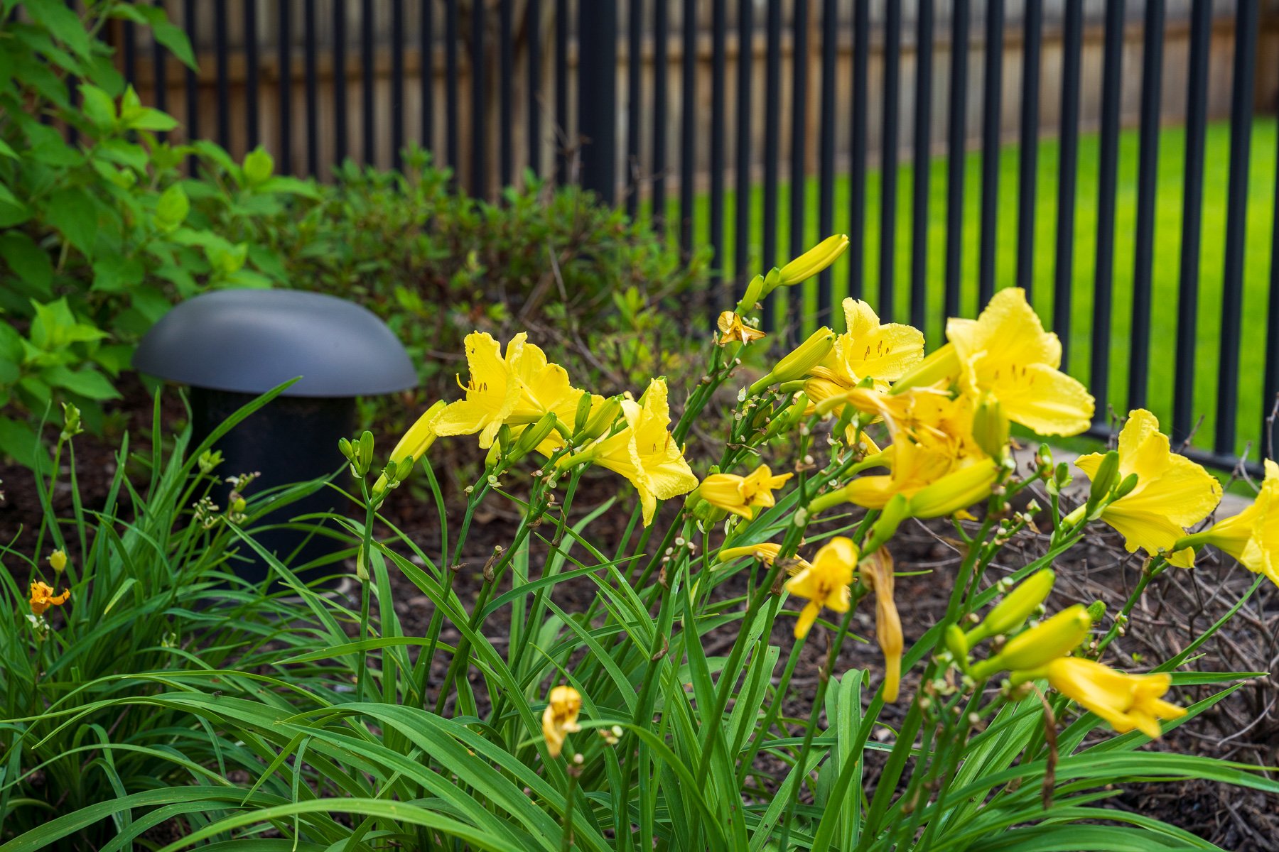 detail daylily audio speaker